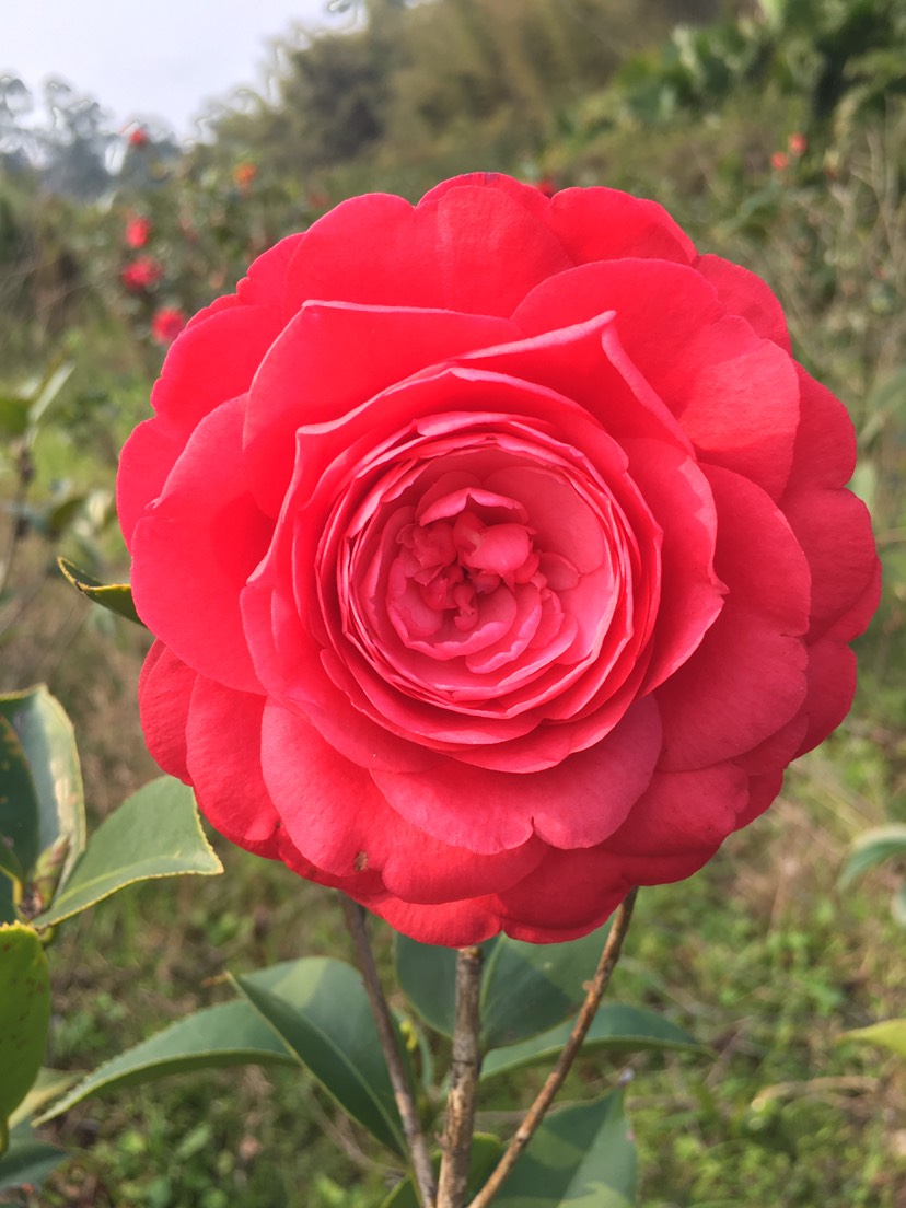 山茶花 赤丹红茶花 当年开花