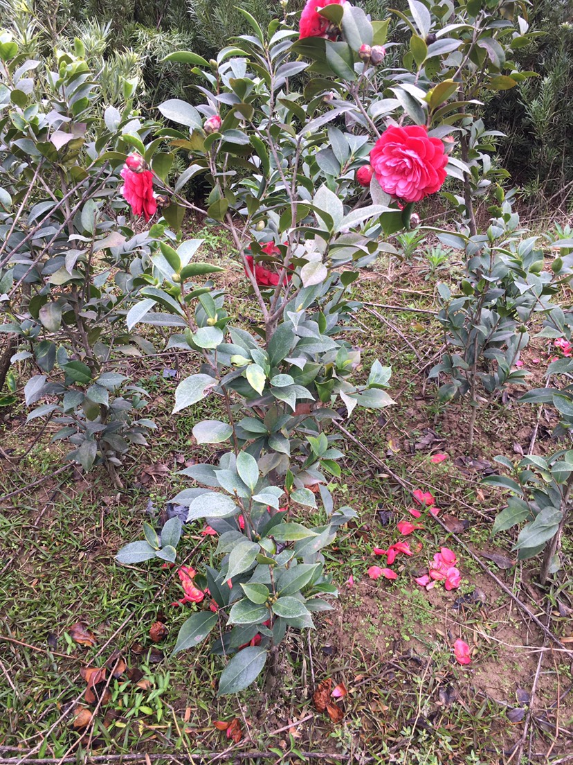 山茶花 赤丹红茶花 当年开花