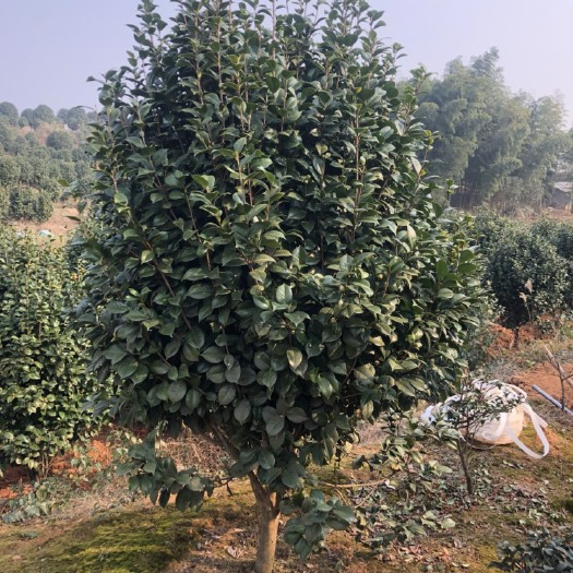 高县茶花树 地径8公分茶花，高度3米，冠幅1.8米以上，