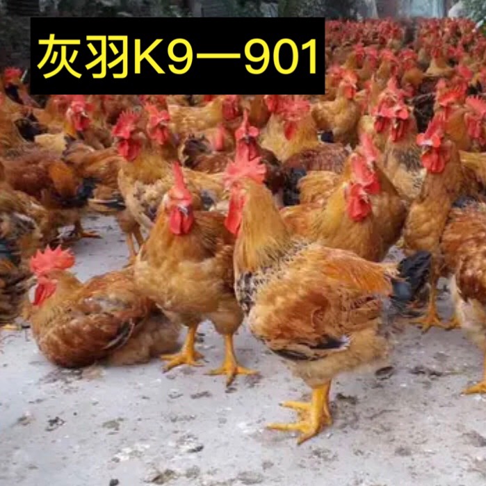 K9.快大鸡苗、（平台严选店），质量有保障