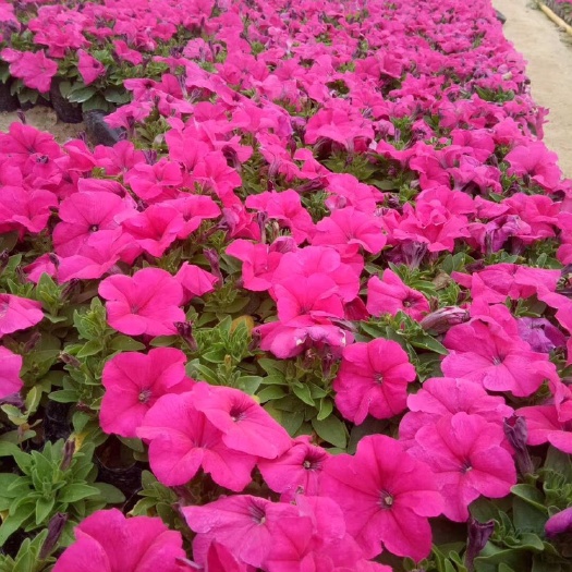 西安陕西西安矮牵牛春季草花