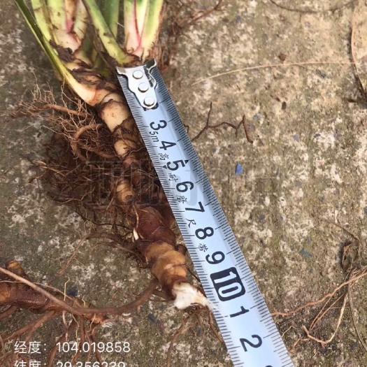 乐山九节菖蒲苗  石菖蒲 统苗包技术包回收