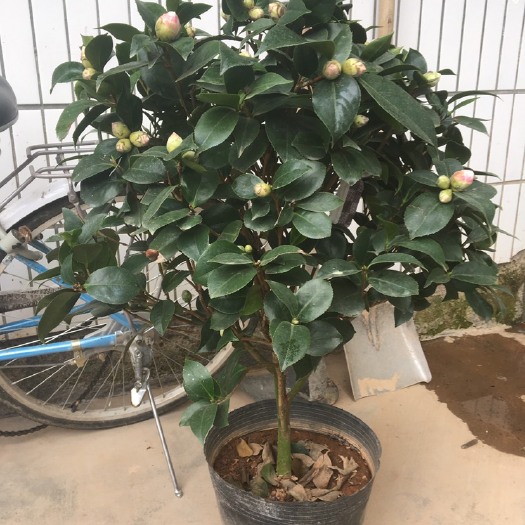 漳平市茶花盆栽五色赤丹 一树多色 23杯