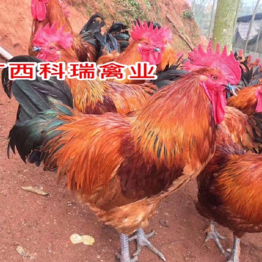 红瑶鸡苗の红瑶土鸡苗，血毛土鸡，青脚土鸡苗，可鉴别公母
