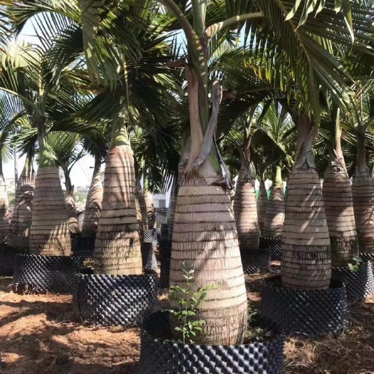 漳州酒瓶椰子 棕榈树 假植苗 基地现货低价批发