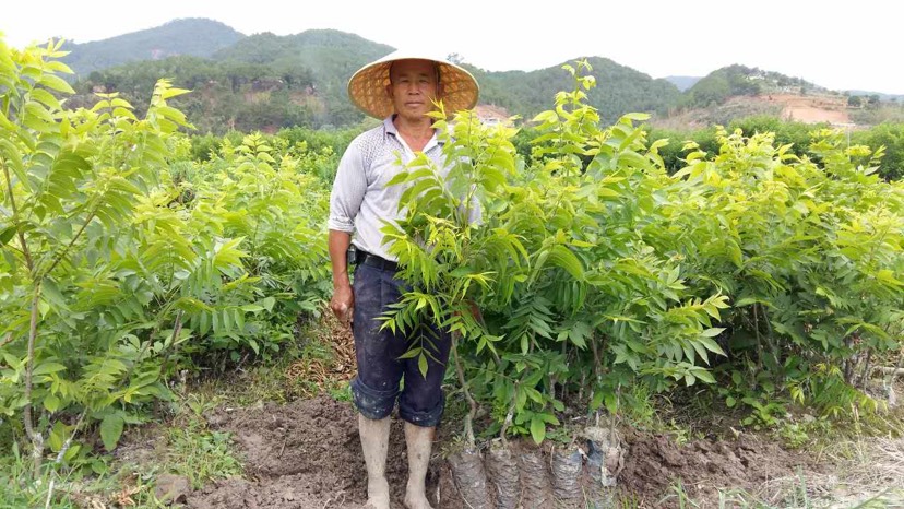 大泡核桃苗  核桃苗，云南大泡核桃嫁接苗，云新核桃嫁接苗