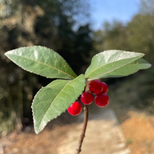 宜昌 矮地茶/紫金牛/批发