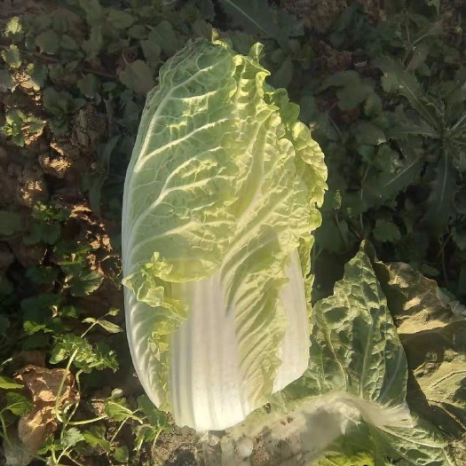 钟祥市 黄心娃娃菜