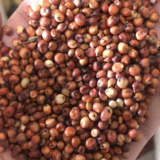 北京高粱米  高粱现货5万吨