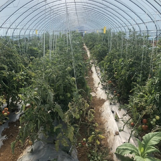 个旧市 西红柿出售