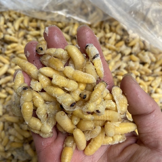 广州现货）胡蜂蛹12级马蜂蛹，树蜂七里黄脚小黄腰，熟冻，广州发货