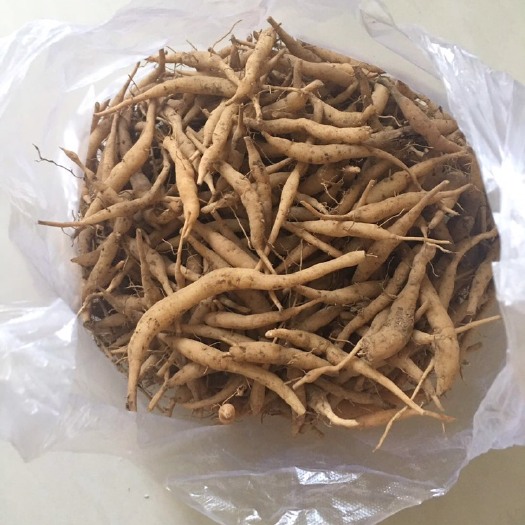 永嘉县太子参