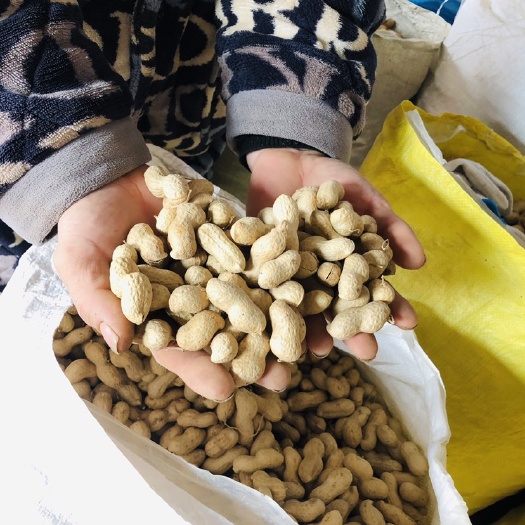 延津县海花系列  自家生产的海花花生、有混果，纯手工捡果，详细信息请咨询电联