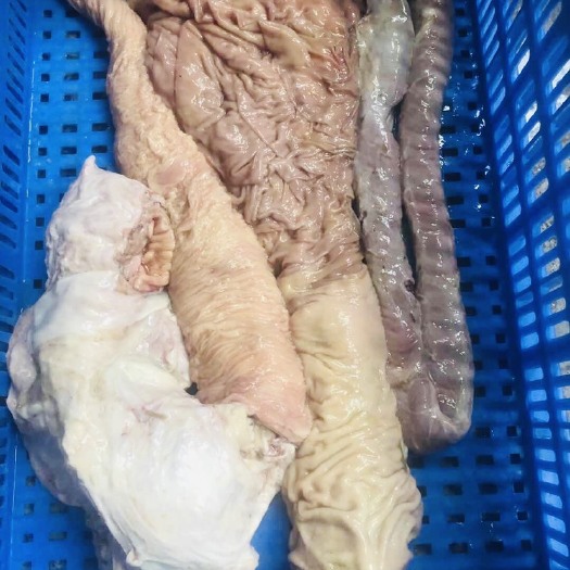 牛肠  新鲜，肠头、伞肚、红管、三件套