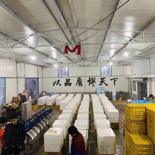 乳山市三倍体生蚝  精品三倍体乳山生蚝，精品刺身蚝，烧烤蚝