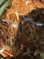 始兴县 五指毛桃