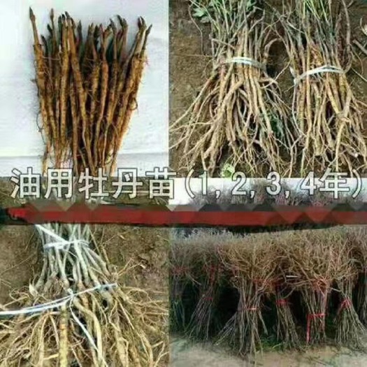 菏泽风丹白  油用牡丹苗 药用牡丹苗 榨油牡丹苗 一二三四五年苗基地