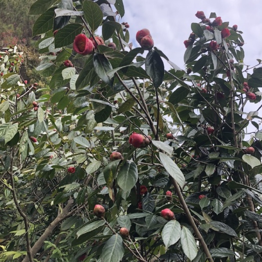 藤县大红袍茶树苗  大茶苗，本地茶，