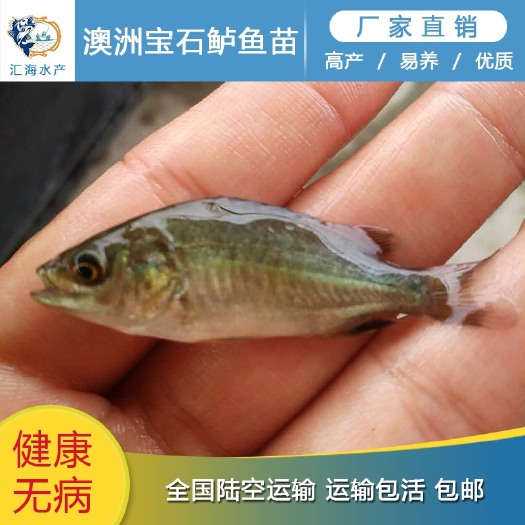 广州广州汇海水产渔场直供 澳洲宝石鲈鱼苗 宝石斑鱼苗