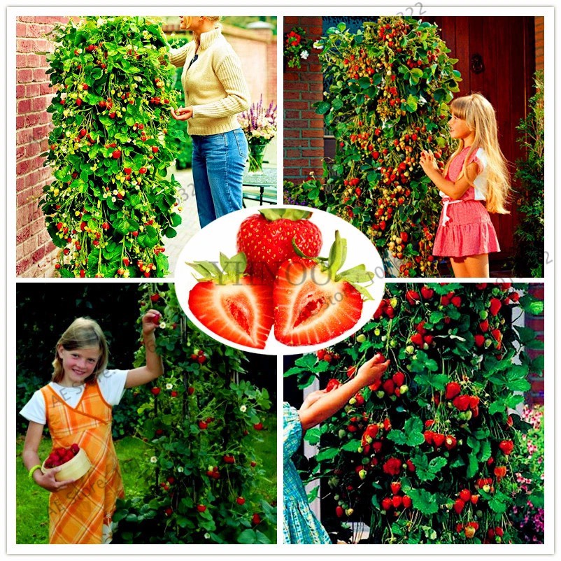长沙四季播种草莓种子奶油草莓室内阳台盆栽家庭蔬菜水果花卉植物种子