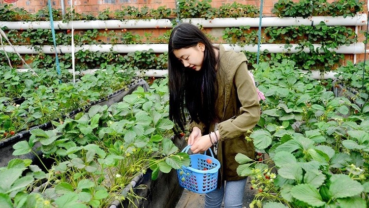 四季播种草莓种子奶油草莓室内阳台盆栽家庭蔬菜水果花卉植物种子