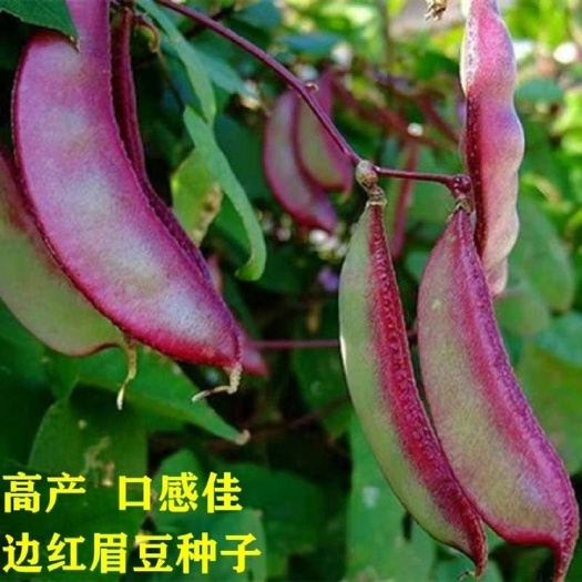 长沙眉豆种子蛾眉豆种子扁豆种子绿眉豆紫眉豆农家老品种四季菜种子