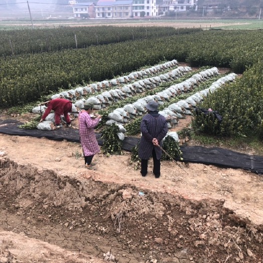 榕江县长林系列油茶 长林系列和湘林系的油茶两年嫁接杯苗正在热售中