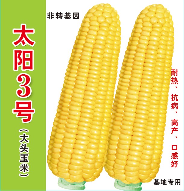 平远县甜玉米种子 泰系超甜玉米 太阳3号玉米种子 产量好口感好