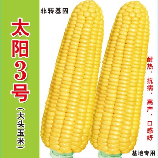 甜玉米种子 泰系超甜玉米 太阳3号玉米种子 产量好口感好