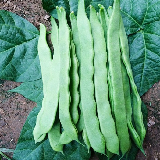 地芸豆种子  荷兰超级绿冠芸豆种子超宽赛冠王油豆角架扁豆孑早熟高产豆角种