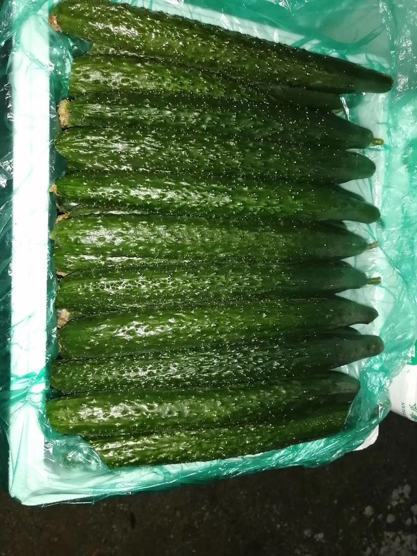 精品密刺黄瓜，黑皮黄瓜，顶花带刺短把绿瓢，质量好，物流全国