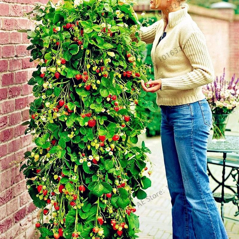 四季播种草莓种子奶油草莓室内阳台盆栽家庭蔬菜水果花卉植物种子