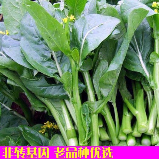 25天四季甜菜心种子盆栽田园春季秋季冬季佳品绿蔬菜苔广东油青