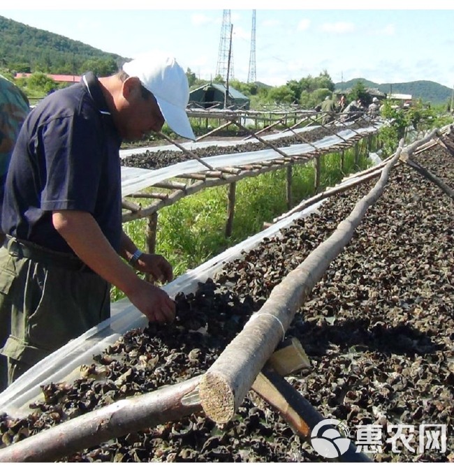 小木耳 木耳干货500g 黑木耳特产木耳 无根木耳