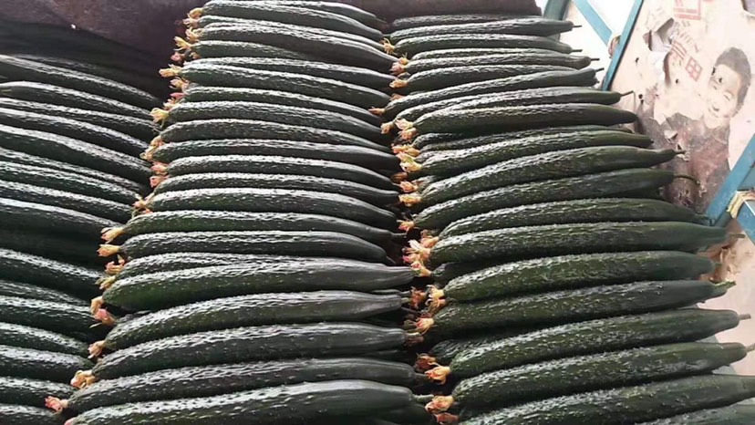 精品密刺黄瓜，黑皮黄瓜，顶花带刺短把绿瓢，质量好，物流全国