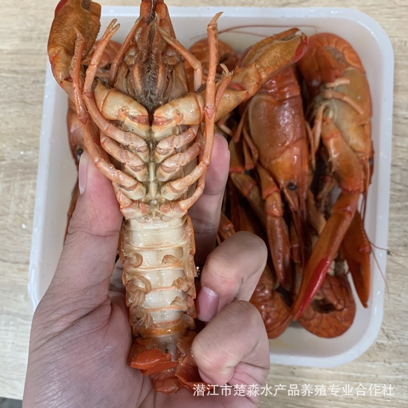 澳洲淡水小龙虾 液氮速冻清水澳龙淡水小龙虾蓝龙虾红螯螯虾鲜活