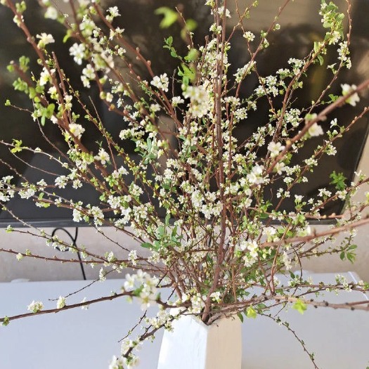 铁岭 东北珍珠绣线菊雪柳鲜枝