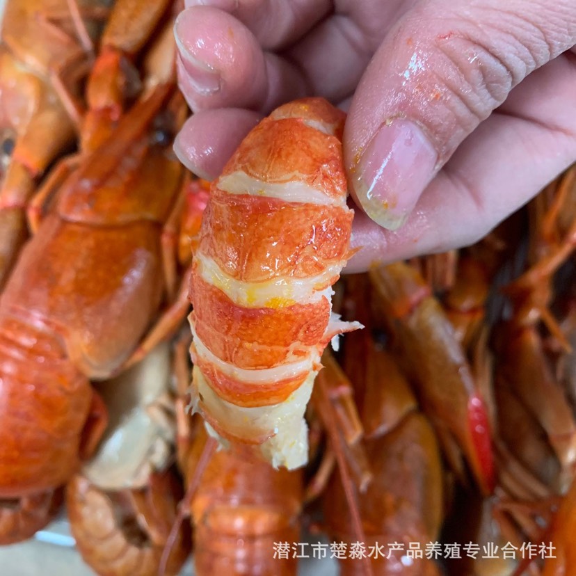澳洲淡水小龙虾 液氮速冻清水澳龙淡水小龙虾蓝龙虾红螯螯虾鲜活