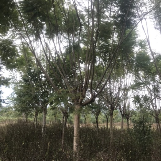 南宁普通蓝花楹  15-21分蓝花楹