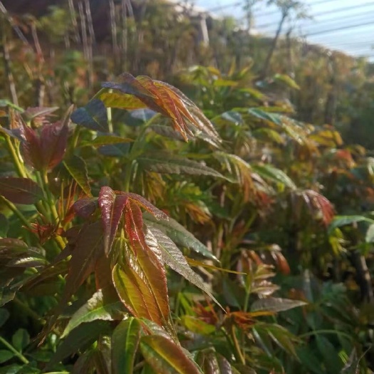 临朐县红香椿芽 临朐于记头香椿行大棚反季节蔬菜