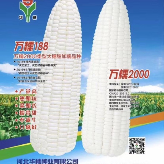 平远县河北华穗万糯2000白糯 万糯188甜加糯玉米种子