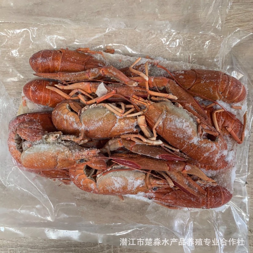 澳洲淡水小龙虾 液氮速冻清水澳龙淡水小龙虾蓝龙虾红螯螯虾鲜活