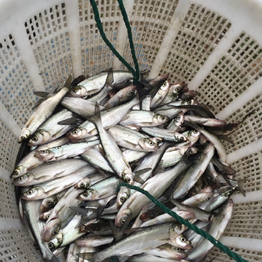 湖州翘嘴红鲌 鲜活水产 