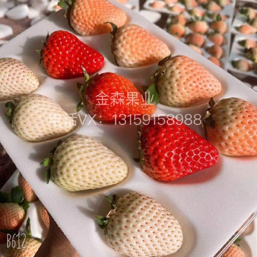 平度市白草莓，佐贺清香，橙色淡雪草莓，三色草莓，数量有限
