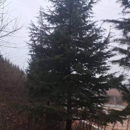 茂县普通雪松 