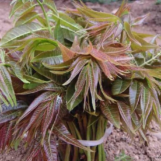 临朐县绿香椿芽 于记头香椿芽行