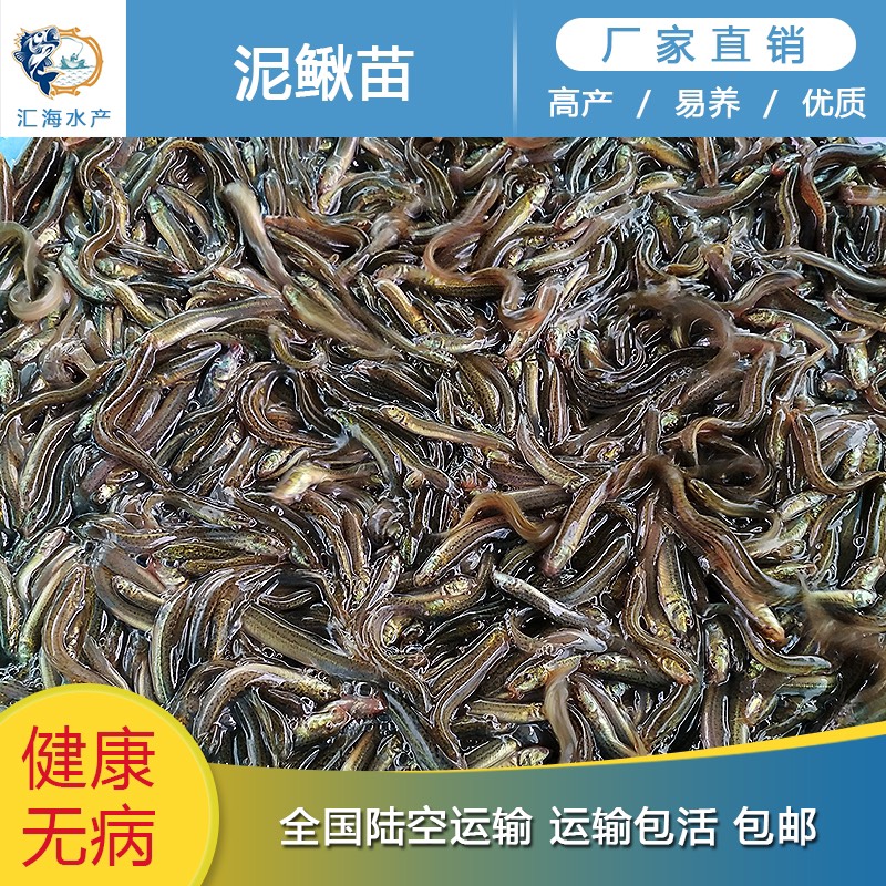 广州泥鳅苗    泥鳅水花 易养不钻泥 高产量高收益