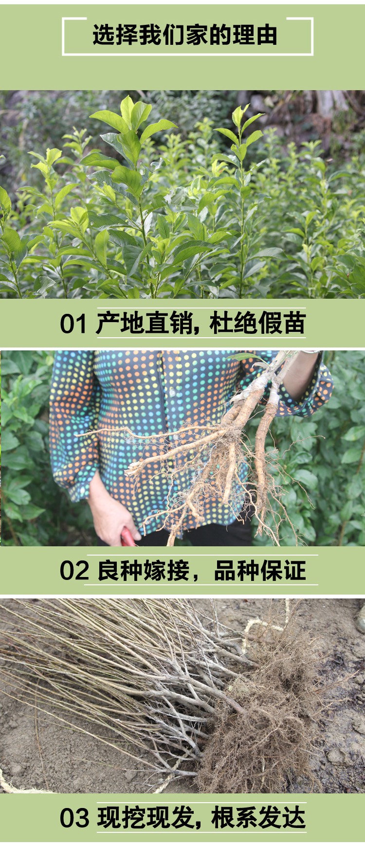 浙江嵊州金庭桃形李苗嫁接红心李子树果苗 脆甜爽口 汁水丰富