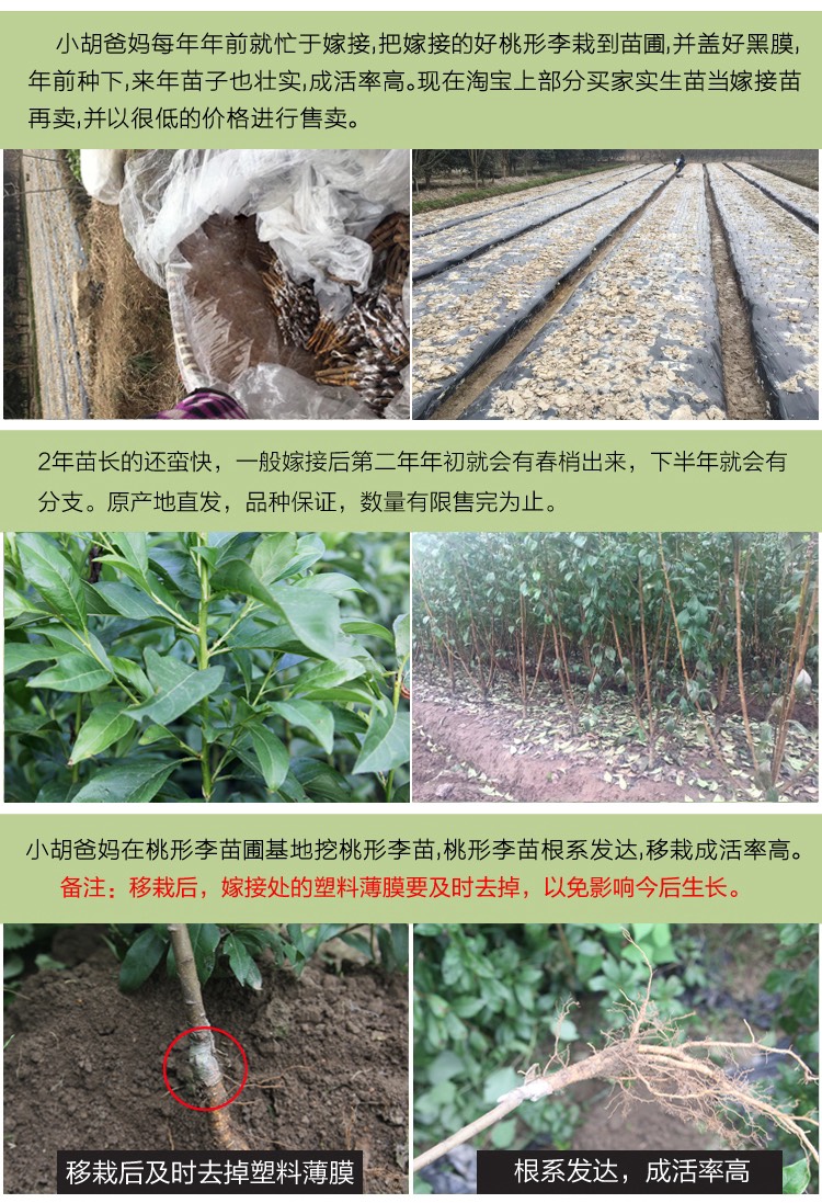 浙江嵊州金庭桃形李苗嫁接红心李子树果苗 脆甜爽口 汁水丰富