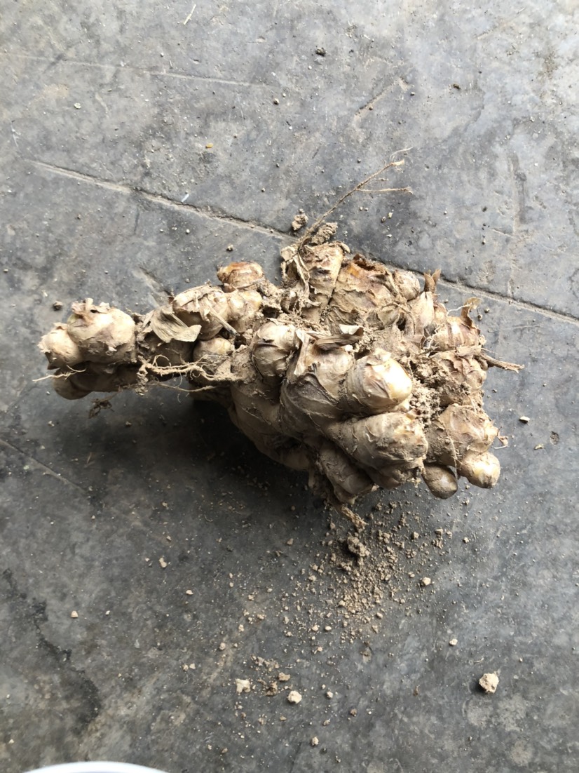 小黄姜  生姜，鲜姜，窖姜